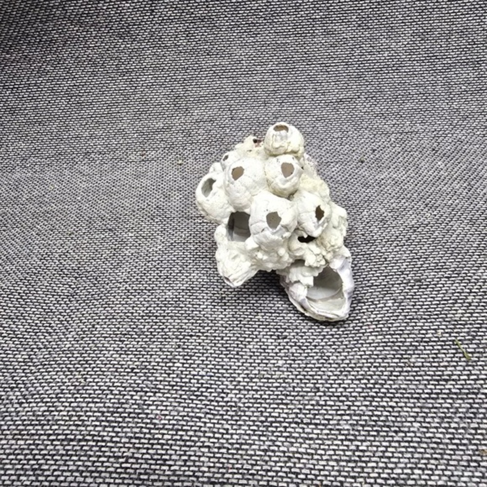 Natural Barnacle Cluster Sea Shell Coastal Decor Small White Good Specimen